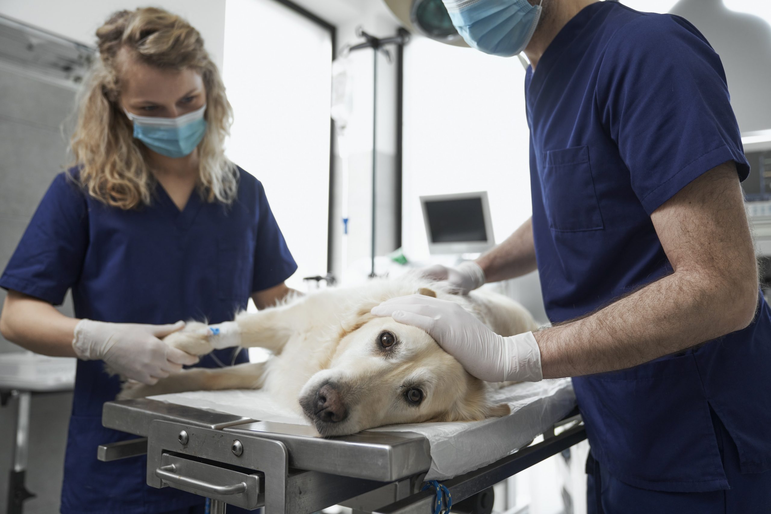Visit RACE CE course page on veterinary surgery
