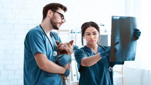 Vets lookng at xray preparing to repair fracture in small animal.