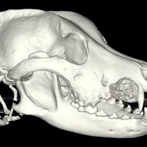 Surgical Oncology of the Oral and Maxillofacial Region