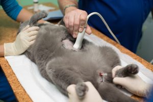 small animal diagnostic imaging abdominal ultrasound