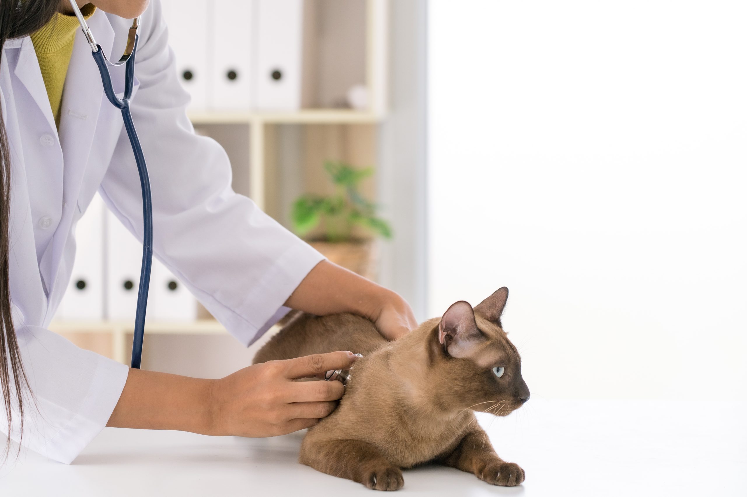 Visit Introduction to Canine and Feline Cardiology course page