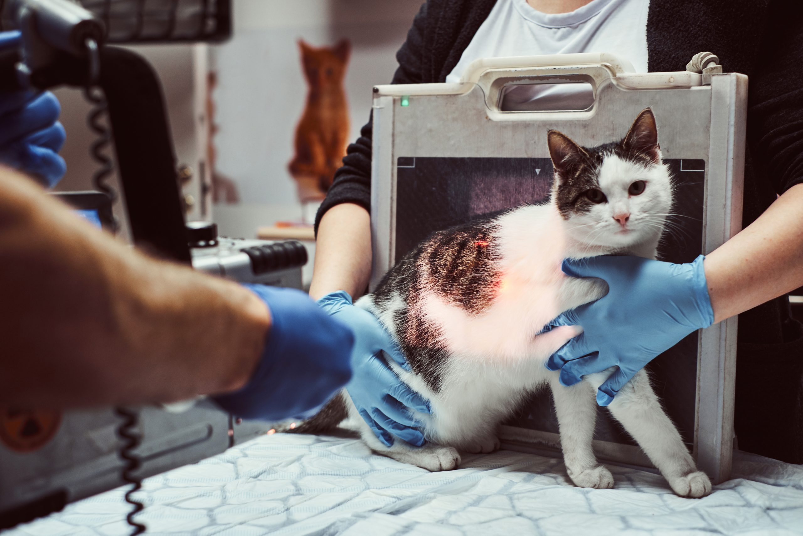 Visit RACE CE course page on Feline Emergency procedures